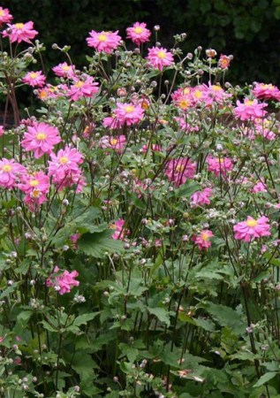 ANEMONE japonica Bressingham Glow